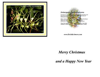 spider orchid christmas card