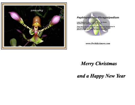 Lady Slipper Christmas card