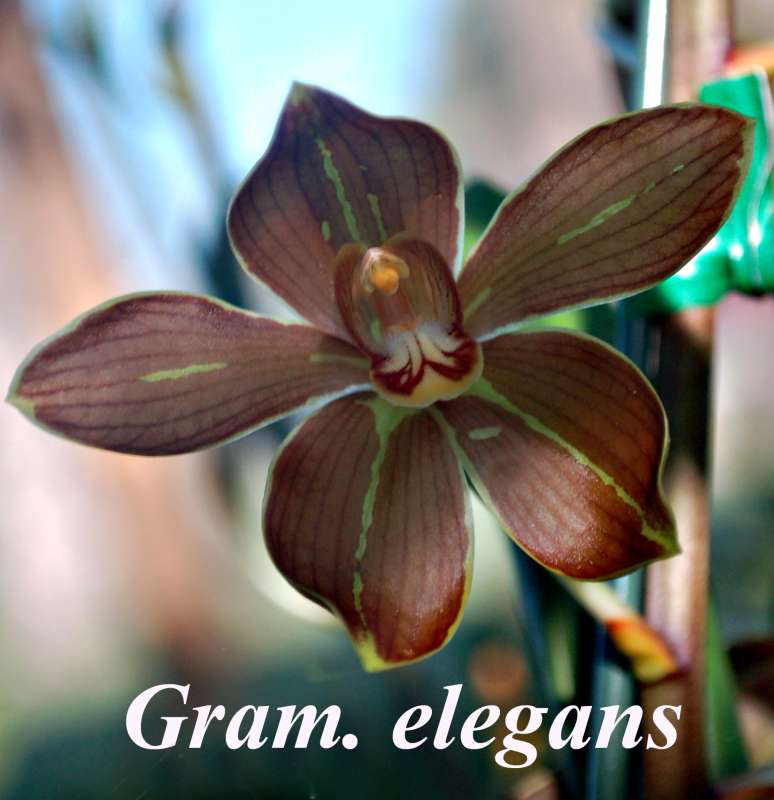 Gram elegans