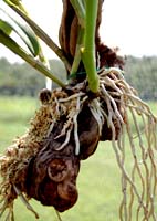 Five week root growth