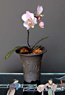 Phalaenopsis in Zisha for gift idea