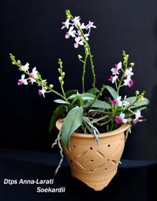 Miniature Phalaenopsis in Zisha pot