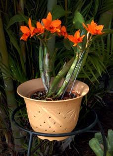 Cattleya gift in Zisha pot