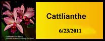 Cattlianthe Photo Gallery