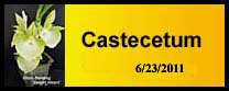 Castectum gallery