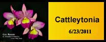 Cattleytonia photo gallery