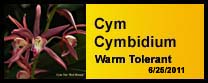 Cymbidium gallery