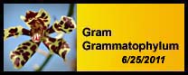 Grammatophylum gallery
