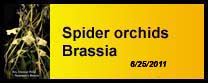 Spider Orchids Brassia gallery