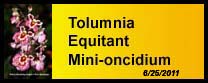 Tolumnia gallery