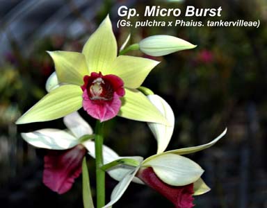 Gp. Micro Burst - Phaius