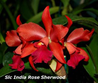 Slc India Rose Sherwood