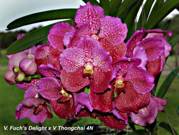 vanda