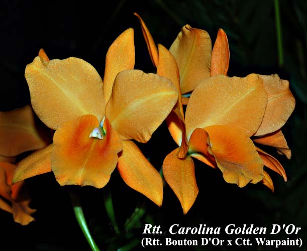 Rtt. Carolina Golden D'Or