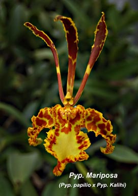 Psychopsis butterfly