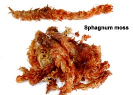 Sphagnum moss