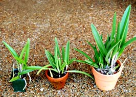 Comparison of pot size on growth