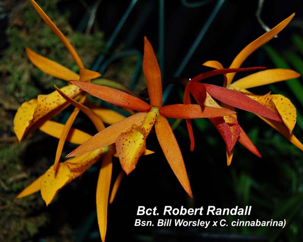 Brassocatanthe. Robert Randall (Brassanthe Bill Worsley x C. cinnabarina)_0025