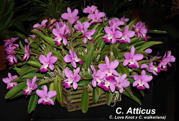 C. Atticus (C. Love Knot x C. walkeriana)_9882