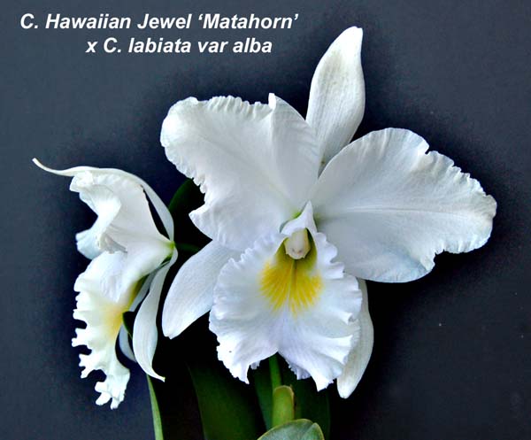 C. Hawaiian Jewel 'Matahorn' x C. labiata var alba_0585-1