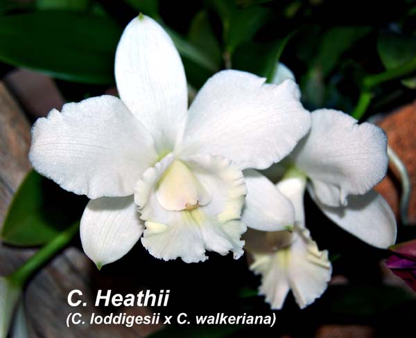 C. Heathii (C. loddigesii x C. walkeriana)_2586
