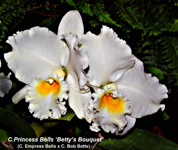 C. Princess Bells ‘Betty’s Bouqet_5678