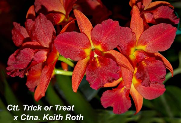 Ctt. Trick or Treat  x Ctna. Keith Roth _4616