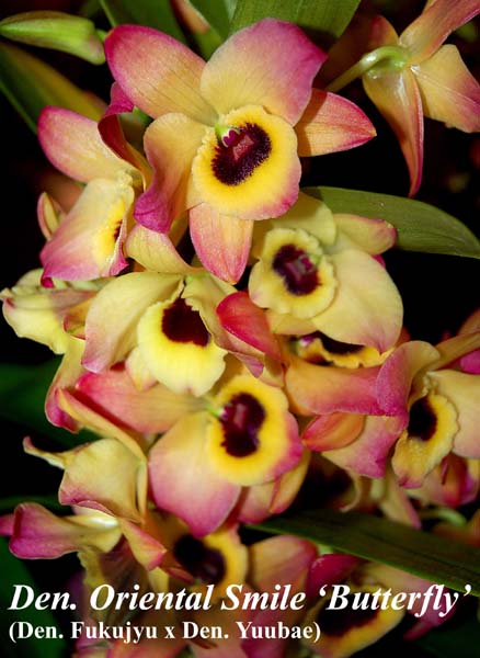Den. Oriental Smile 'Butterfly'_7031