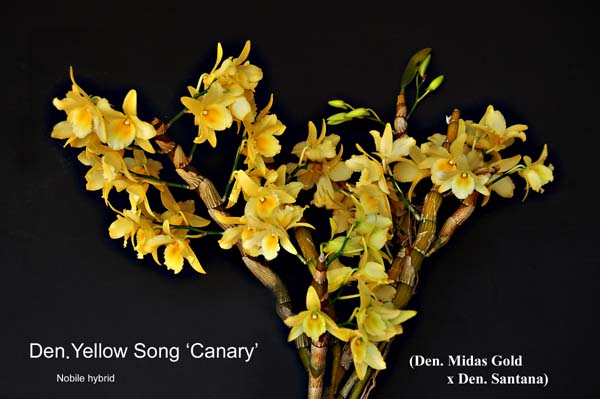 Den. Yellow Song