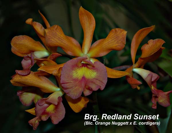 Brg. Redland Sunset (Blc. Orange Nuggett x E. cordigera)_2750