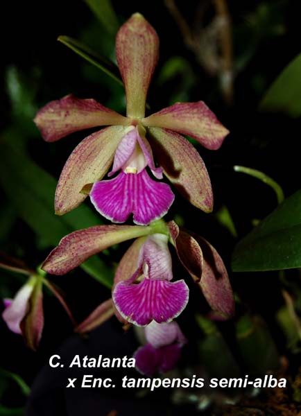 C. Atalanta x Enc. tampensis semi alba_0021