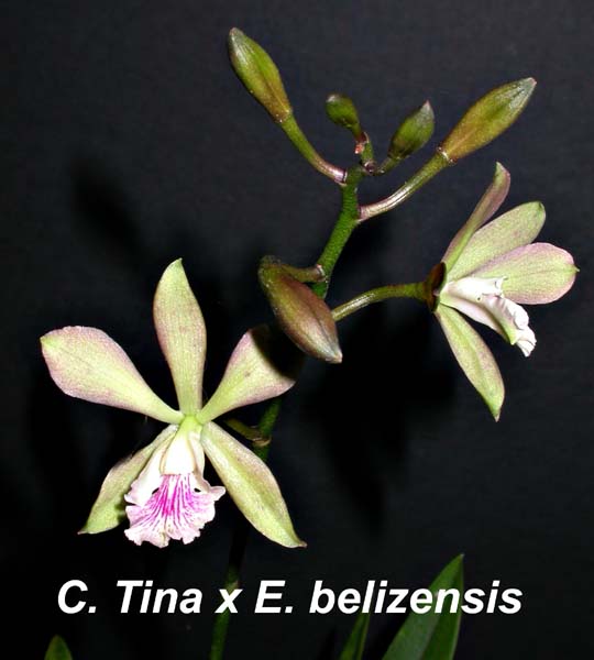 C. Tina x E. belizensis 0808