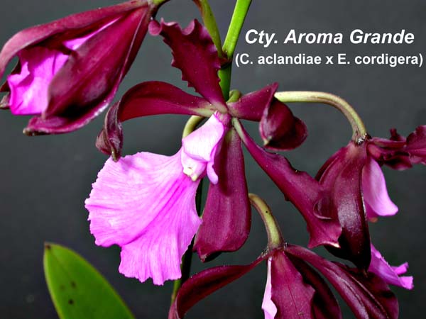 C. aclandiae x Enc. cordigera 1405