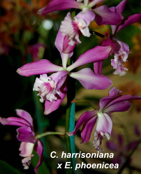 C. harrisoniana  x E. phoenicea_3447