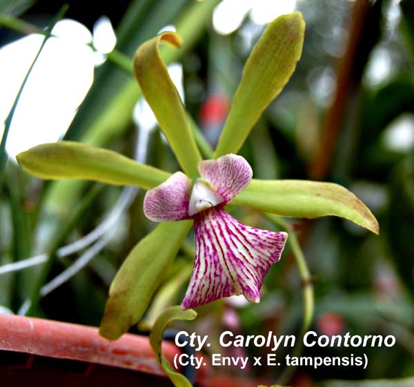 Catyclia Carolyn Contorno_3809