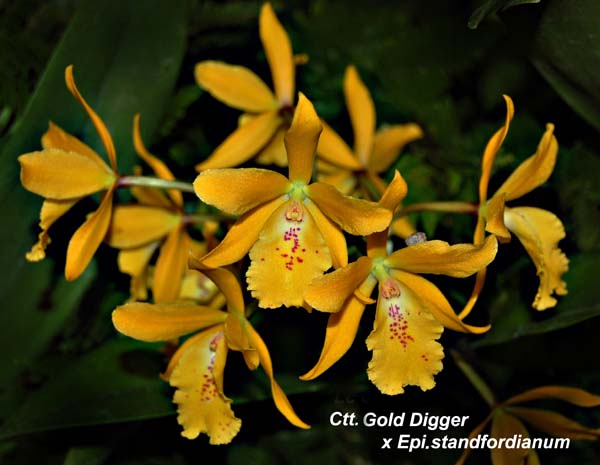 Ctt. Gold Digger x Epi. standfordianum_5710
