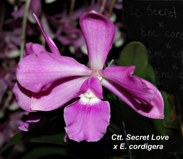 Ctt. Secret Love x E. cordigera_0029