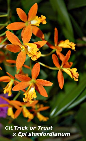 Ctt. Trick or Treat x Epi. stamfordianum_4292