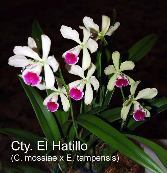 Cty. El Hatillo (C. mossiae x E. tampensis)_0931