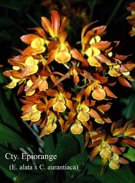 Cty. Epiorange (E. alata x C. aurantiaca)_9641