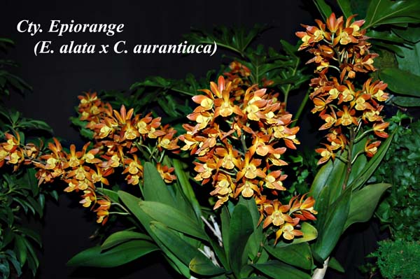 Cty. Epiorange (E. alata x C. aurantiaca)_9705