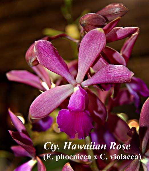 Cty. Hawaiian Rose (E. phoenicea x C. violacea)_7074