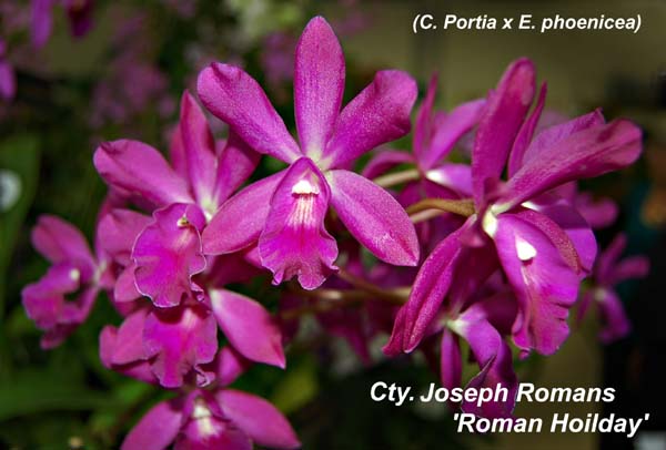 Cty. Joseph Romans _4355