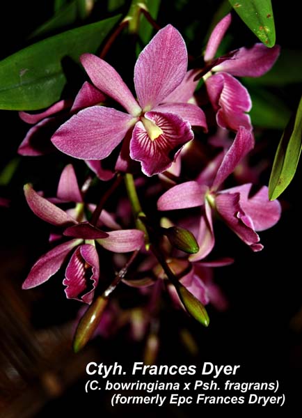 Ctyh. Frances Dyer (C. bowringiana x Psh. fragrans)_0031