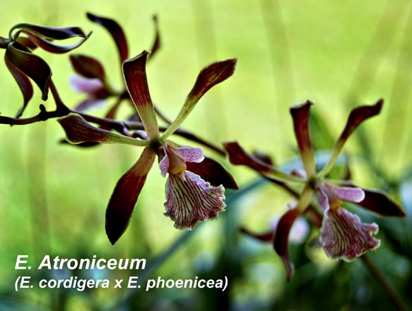 E. Atroniceum (E. cordigera x E. phoenicea)_3617