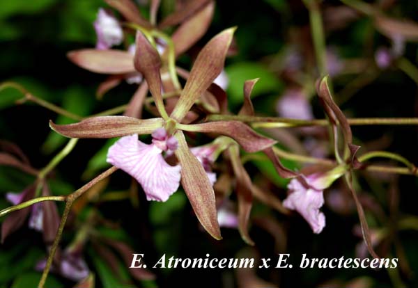 E. Atroniceum x E. bractescens_5910