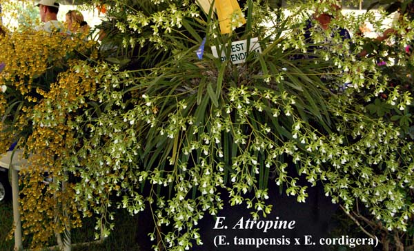 E. Atropine _0837