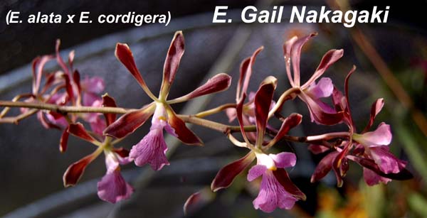 E. Gail Nakagaki (E. alata x E. cordigera)_3683