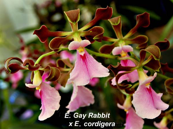 E. Gay Rabbi x E. cordigera_0422