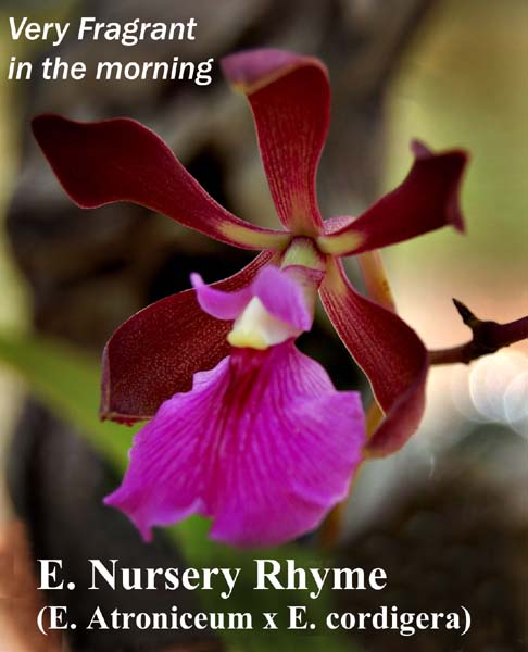 E. Nursery Rhyme (E. Atroniceum x E. cordigera) 6584